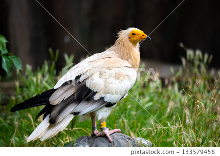 Egyptian vulture, Neophron percnopterus, close-up profile view 133579458