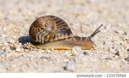 Small slimy brown snail on the dry ground. Small slimy brown snail on the dry ground. 133579468