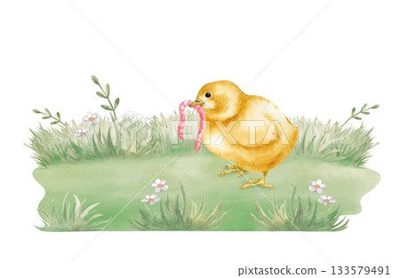 Watercolor composition with a yellow chicken on the lawn, holding a worm in its beak. Botanical illustration of a realistic little bird in a poultry yard for the design of farm products and books 133579491