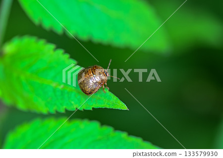 Marukomushi 133579930