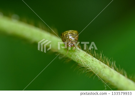 三月椿象 133579933