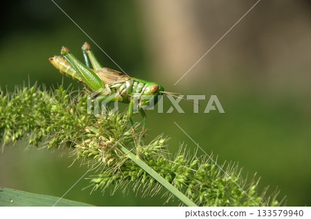 Macro shot of Grasshopper Macro shot of Grasshopper 133579940