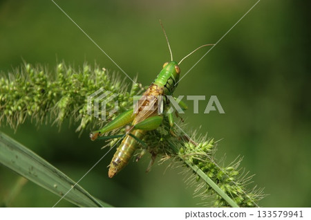 Macro shot of Grasshopper 133579941