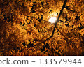 Autumn leaves at night 133579944