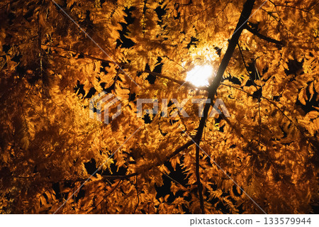 Autumn leaves at night 133579944