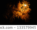 Autumn leaves at night 133579945