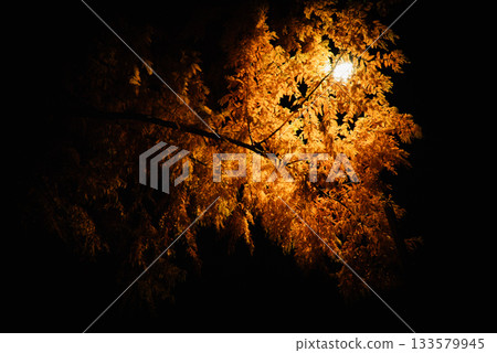 Autumn leaves at night 133579945