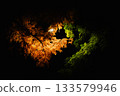 Autumn leaves at night 133579946