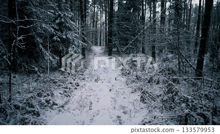 A serene path winds through a snow-laden forest in winter, capturing the stillness of nature in Alaska or Canada. Tall trees stand guard over the white landscape. A serene path winds through a snow-laden forest in winter, capturing the stillness of nature in Alaska or Canada. Tall trees stand guard over the white landscape. 133579953