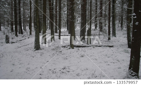 A peaceful winter scene captures a forest in Alaska and Canada blanketed in fresh snow. Tall trees rise above the soft white ground, creating a tranquil atmosphere. A peaceful winter scene captures a forest in Alaska and Canada blanketed in fresh snow. Tall trees rise above the soft white ground, creating a tranquil atmosphere. 133579957