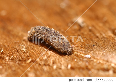 Leech on a ground Macro shot Leech on a ground Macro shot 133579999