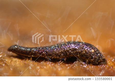 Leech on a ground Macro shot Leech on a ground Macro shot 133580001