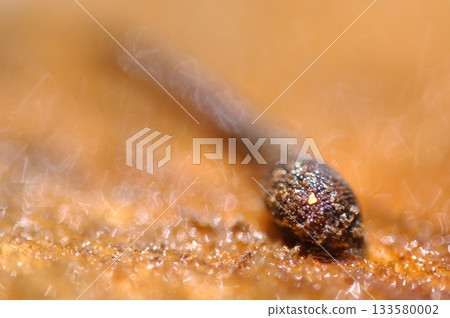 Leech on a ground Macro shot Leech on a ground Macro shot 133580002