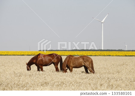 Horses feeding in the Grass land 133580101