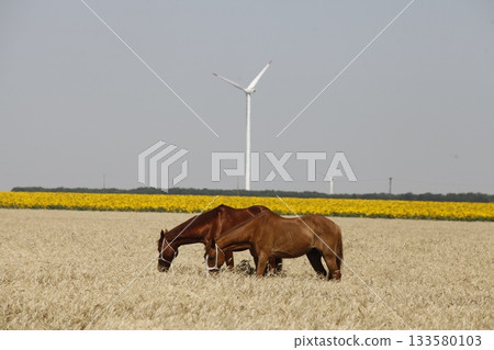 Horses feeding in the Grass land 133580103