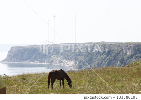 Horse feeding in grass land 133580193