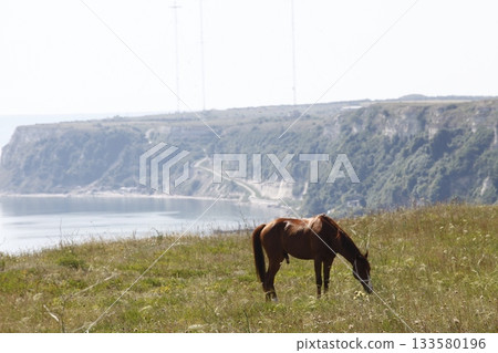 Horse feeding in grass land 133580196