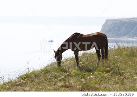 Horse feeding in grass land 133580199