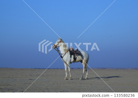 White Horse in the desert Rajasthan India White Horse in the desert Rajasthan India 133580236