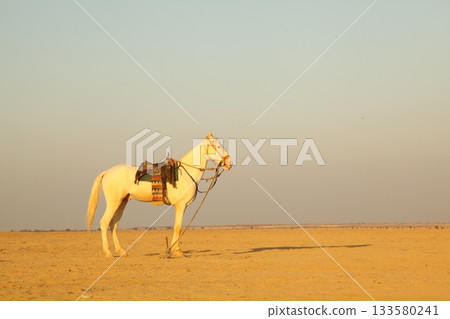 White Horse in the desert Rajasthan India 133580241