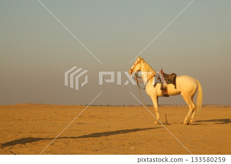White Horse in the desert Rajasthan India 133580259