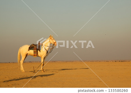 White Horse in the desert Rajasthan India 133580260