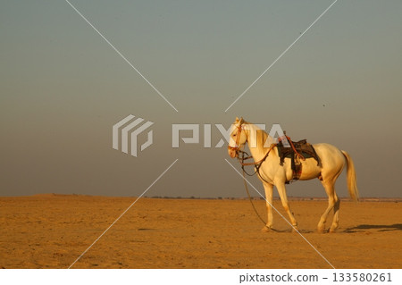 White Horse in the desert Rajasthan India White Horse in the desert Rajasthan India 133580261