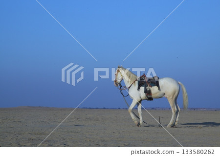 White Horse in the desert Rajasthan India 133580262
