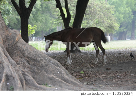 Closeup of a Horse 133580324