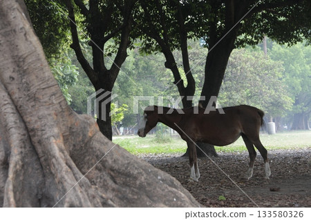 Closeup of a Horse 133580326