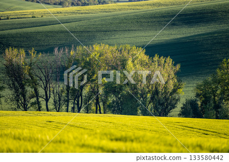 Lush green fields stretch across the landscape of Moravian Tuscany. Trees line the edge, showcasing the beauty of springtime in Czechia's agricultural heartland. 133580442
