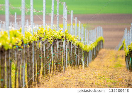 Wavy rows of grapes in vinery. Evening in Moravian Tuscany, Czech Republic 133580448