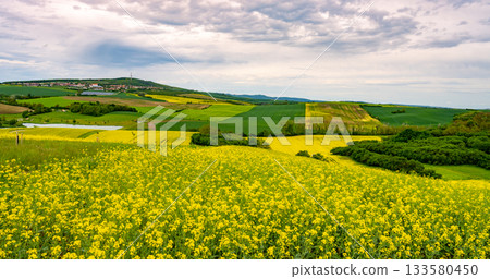 Golden fields of flowers span the rolling hills of Moravian Tuscany during a cloudy day. The landscape showcases the region's agricultural beauty and diverse crops under a gentle sky. 133580450
