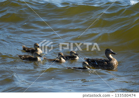 Duck Family Swimming Together on Lake in Sunny Day 133580474