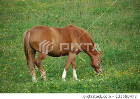 Horse in the Grass land 133580478