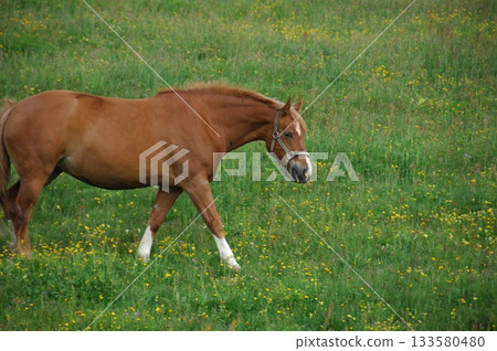 Horse in the Grass land 133580480