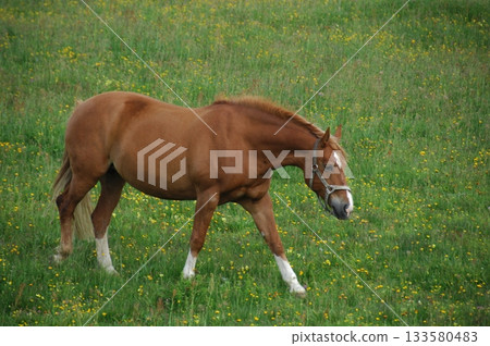 Horse in the Grass land 133580483