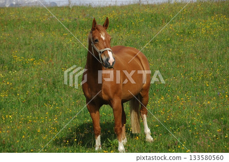 Horse in the Grass land 133580560