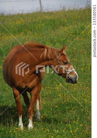 Horse in the Grass land 133580561