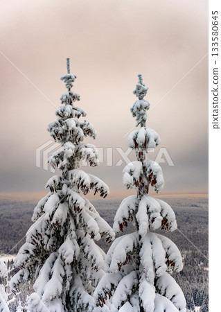 Trees covered by new snow. Winter fairytale landscape. Idyllic winter time in Jizera Mountains, Czech Republic Trees covered by new snow. Winter fairytale landscape. Idyllic winter time in Jizera Mountains, Czech Republic 133580645