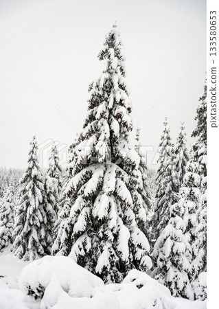 Trees covered by new snow. Winter fairytale landscape. Idyllic winter time in Jizera Mountains, Czech Republic 133580653