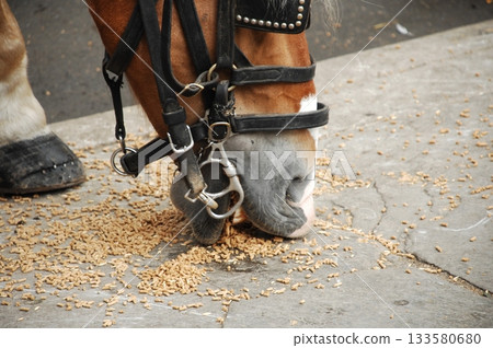 Brown Horse eating seeds on a ground 133580680