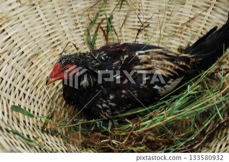 Hens at rural House India Hens at rural House India 133580932