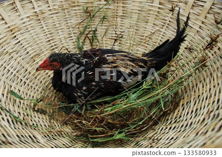 Hens at rural House India Hens at rural House India 133580933