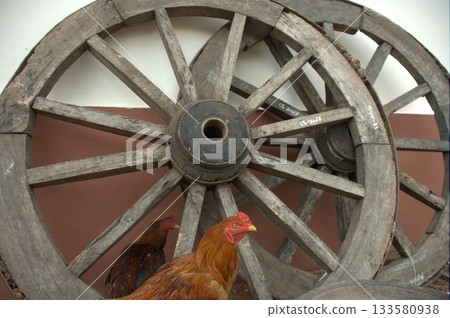 Hens at rural House India 133580938