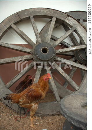 Hens at rural House India Hens at rural House India 133580939