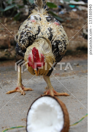 Hens at rural House India Hens at rural House India 133580940