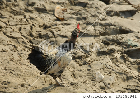 Hens at rural House India 133580941