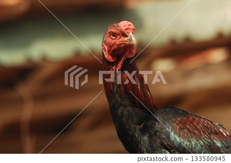 Hens at rural House India 133580945