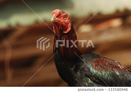Hens at rural House India 133580946